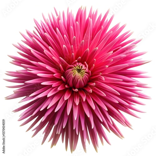 A bright pink flower with long, spiky petals extending outward, creating a starburst effect against a white background