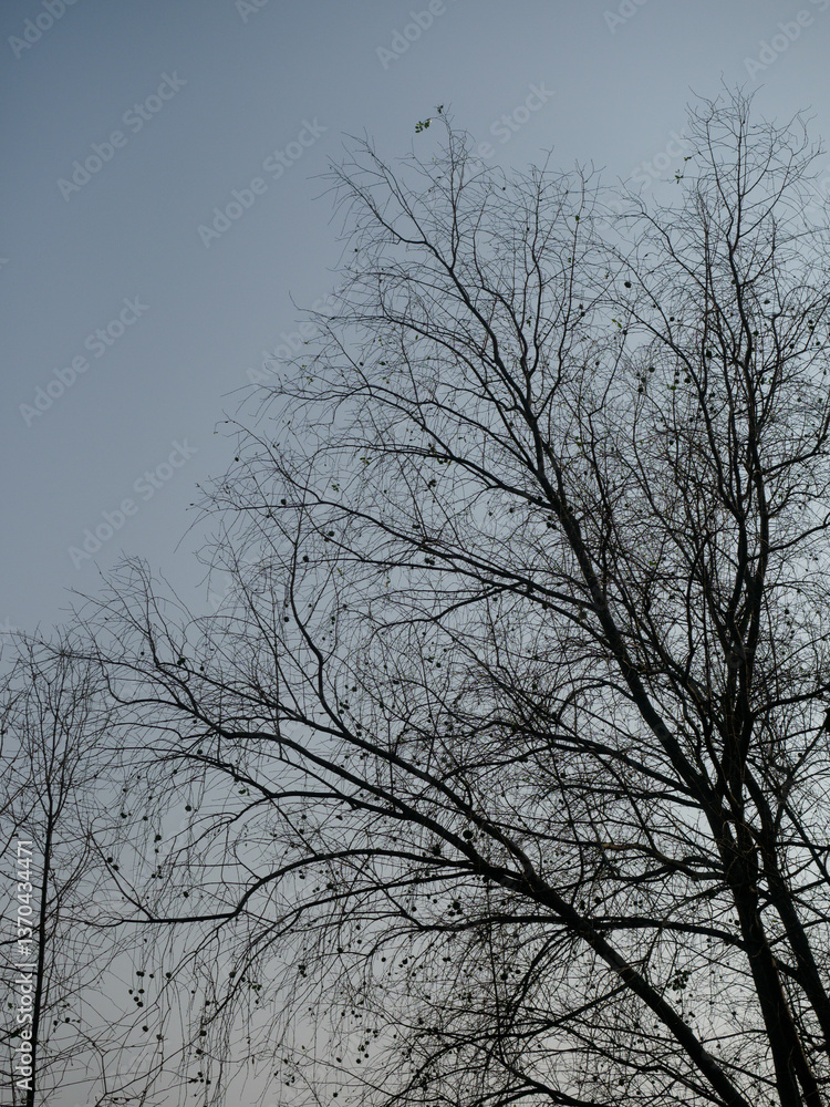 Falling leaves trees in season nature daytime blue sky Falling leaves trees in season nature daytime blue sky