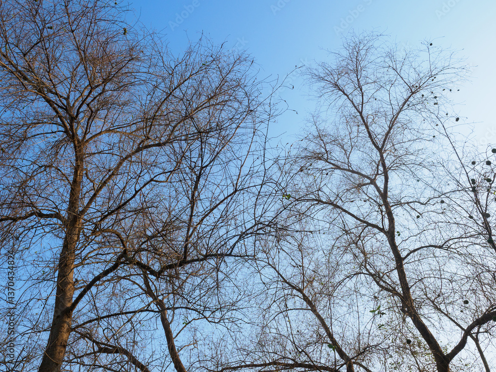 Falling leaves trees in season nature daytime blue sky Falling leaves trees in season nature daytime blue sky