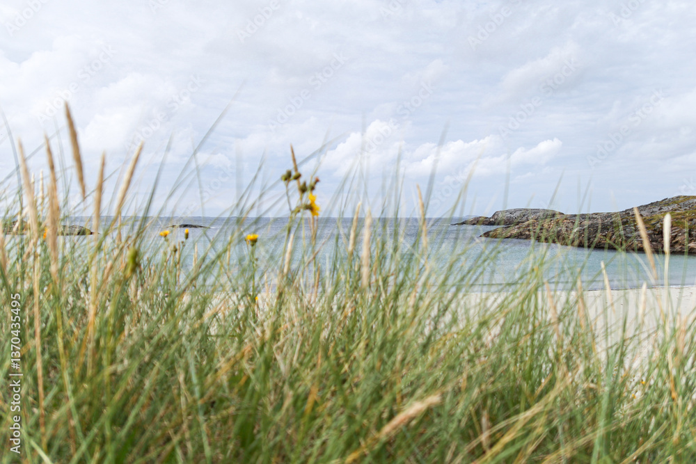 A beach in Norway with a grassy area in front of it A beach in Norway with a grassy area in front of it