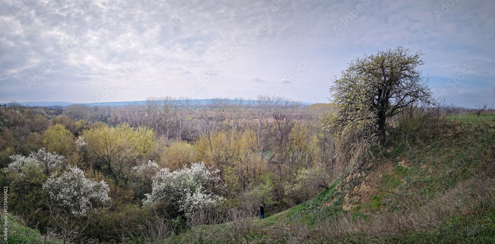 Obraz premium Picturesque spring landscape with blooming woods and shrubs and a lone tree on the edge of a grassy hill above the forest on the valley