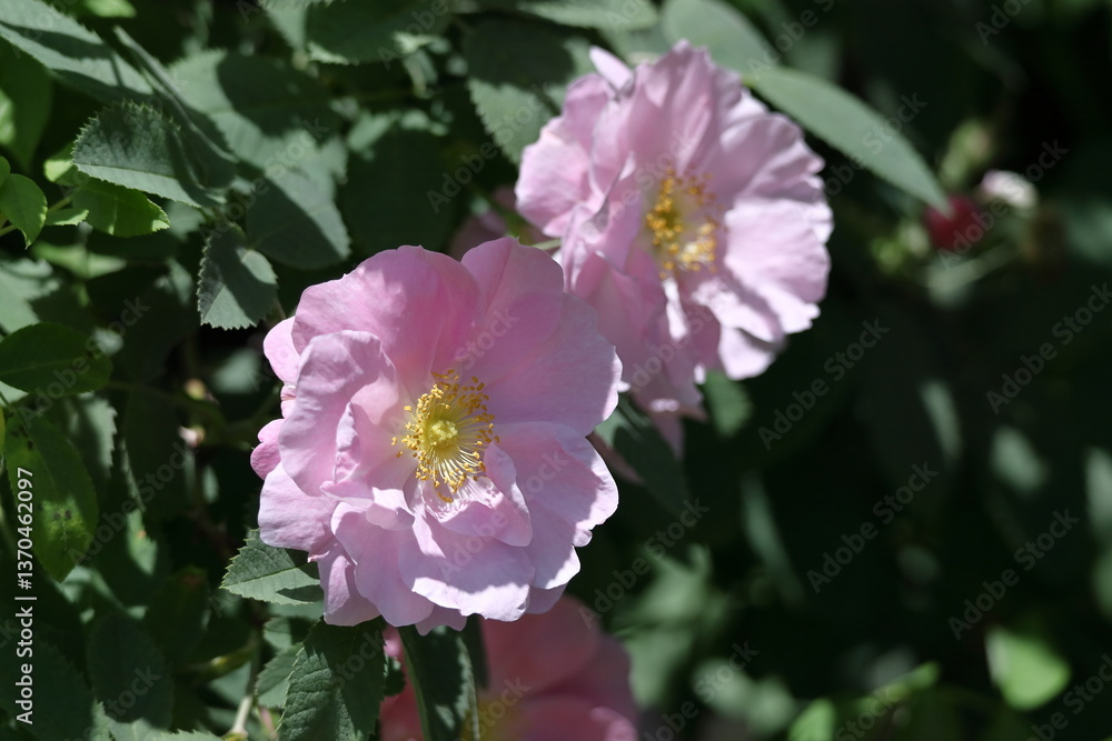 花の女王 花の女王