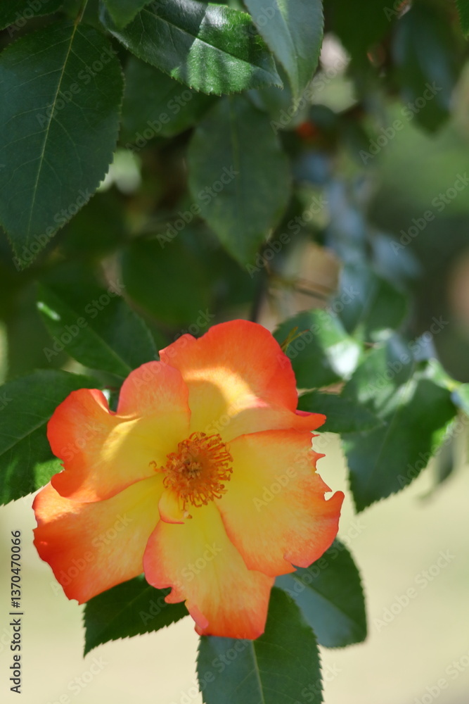 Obraz premium 花の女王