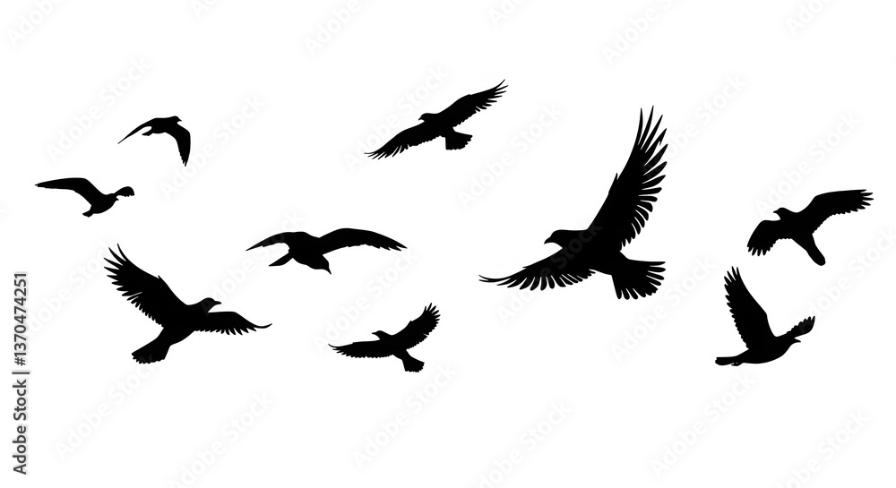 Obraz premium Various birds soaring in different directions