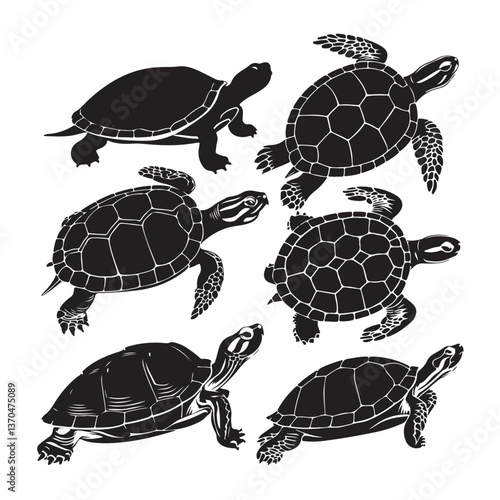 turtle