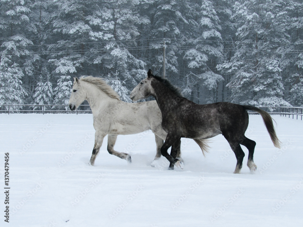 Naklejka premium winter horse