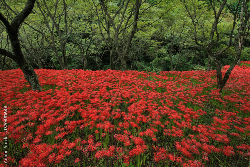 愛媛県松山市 窪野の彼岸花群生地