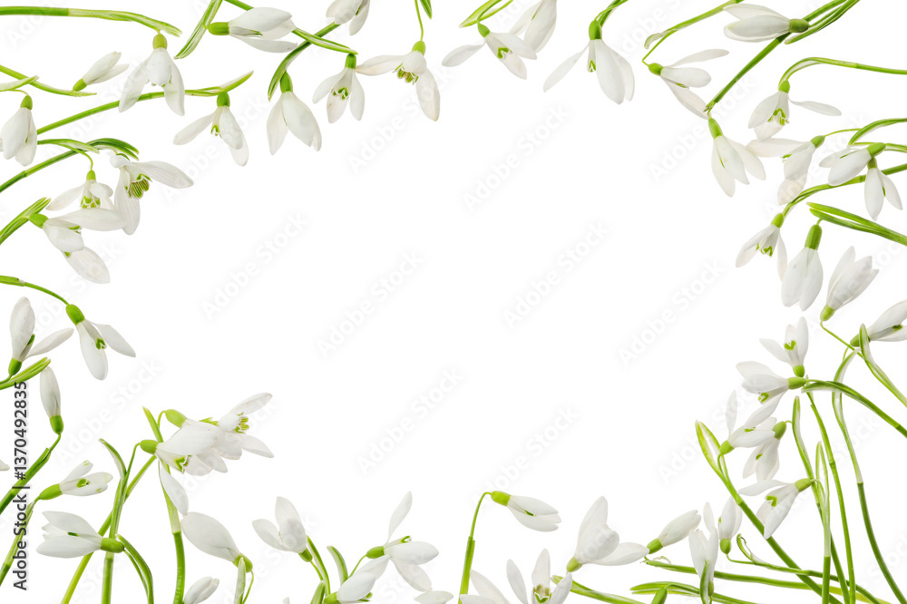 Naklejka premium Frame made of many beautiful snowdrops isolated on white