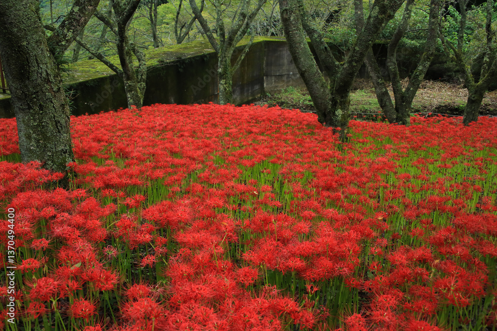 愛媛県松山市 窪野の彼岸花群生地