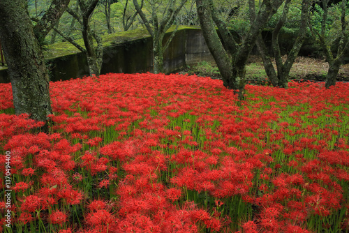 Obraz na płótnie 愛媛県松山市 窪野の彼岸花群生地 w salonie