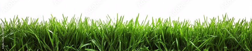 Soft Natural Green Grass Isolated to Emphasize its Delicate Features Soft Natural Green Grass Isolated to Emphasize its Delicate Features