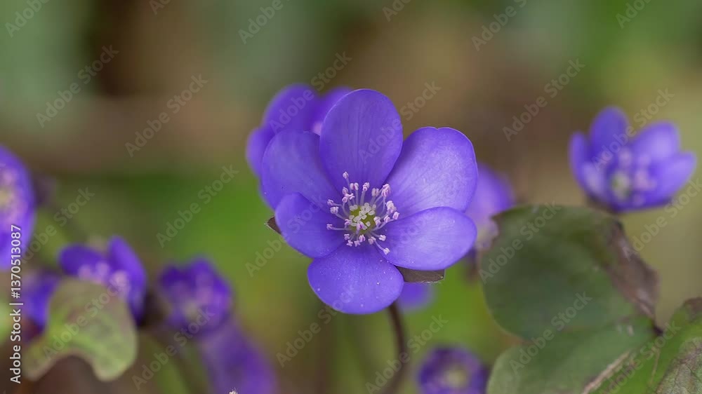 Blühende Leberblümchen (Hepatica nobilis) im Wald, Bayern, Deutschland, Europa Blühende Leberblümchen (Hepatica nobilis) im Wald, Bayern, Deutschland, Europa