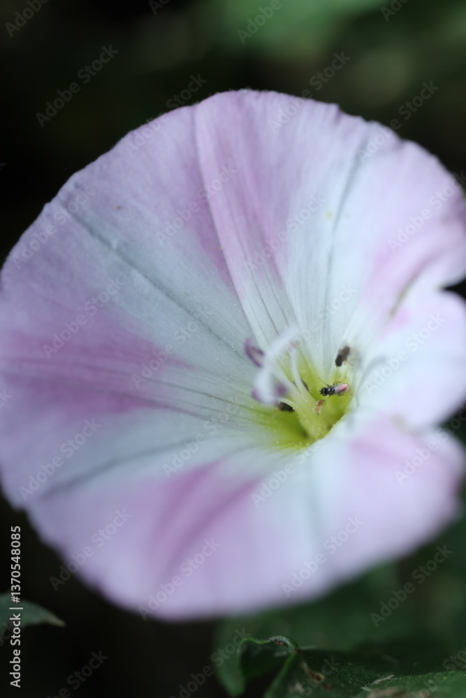 Fototapeta premium pink flower in the garden