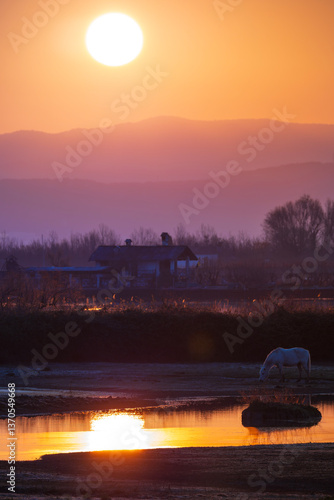 Sunrise over a swamp in northern Italy, with a Camargue horse grazing on pasture, its reflection visible in the water