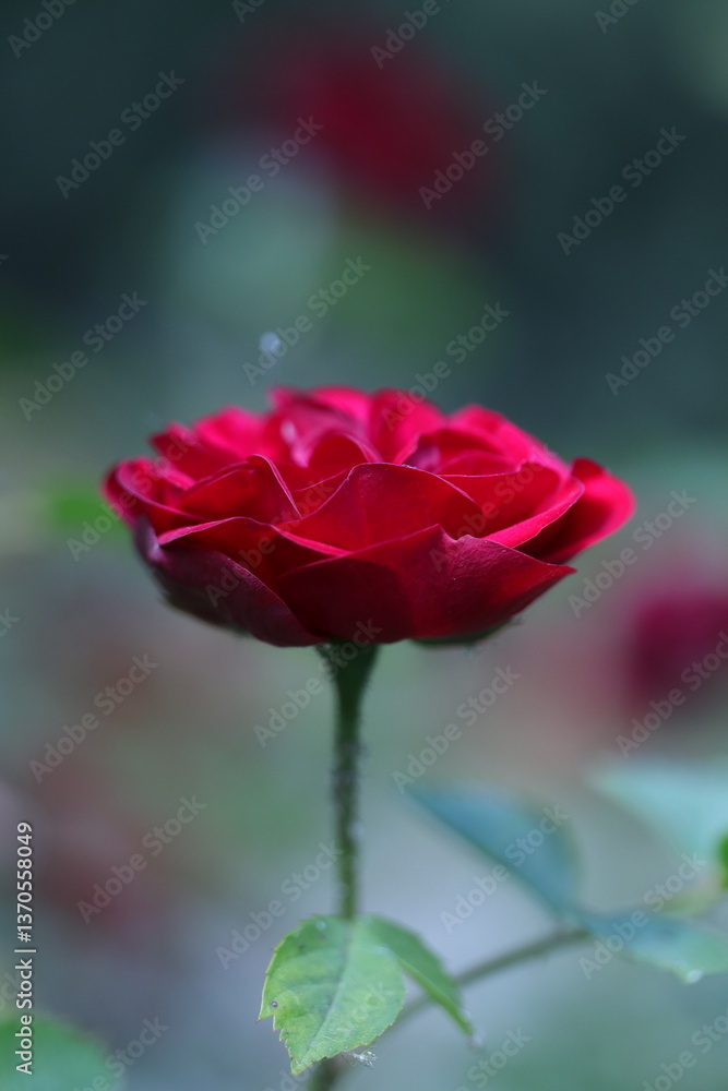 Obraz premium red rose in the garden