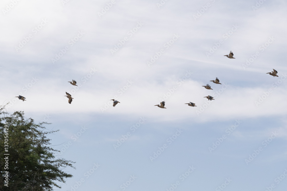 Flight of Pelicans Against Cloudy Sky, Senegal, Africa Flight of Pelicans Against Cloudy Sky, Senegal, Africa