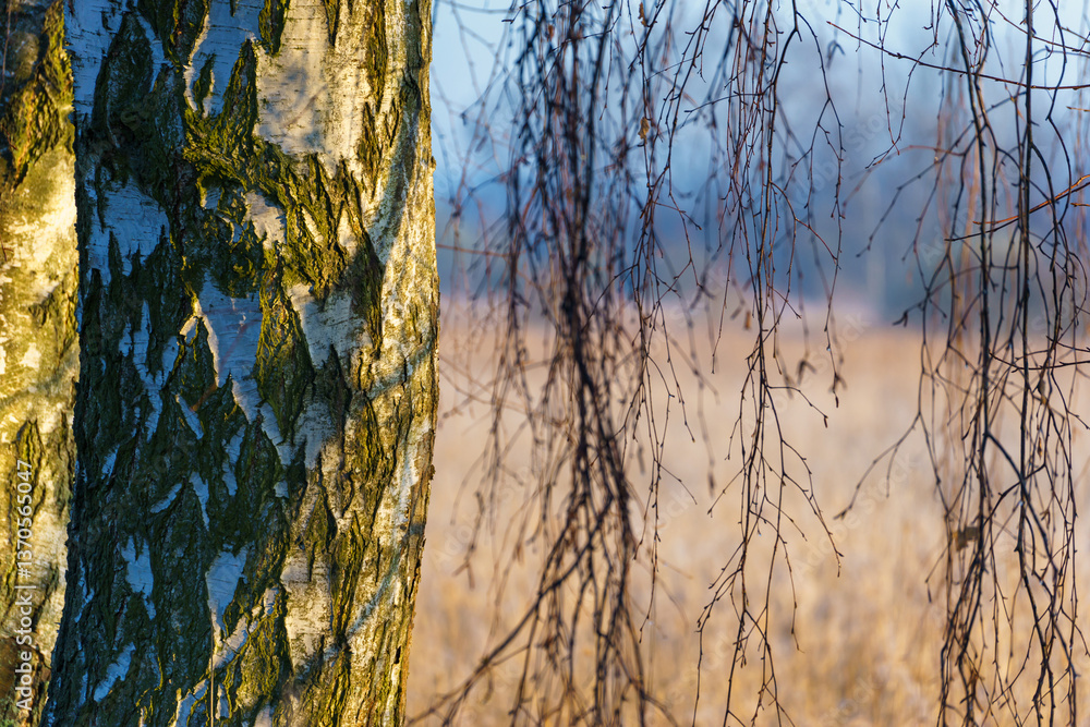 Chlodny poranek nad Stawami Dojlidzkimi, Podlasie, Polska
