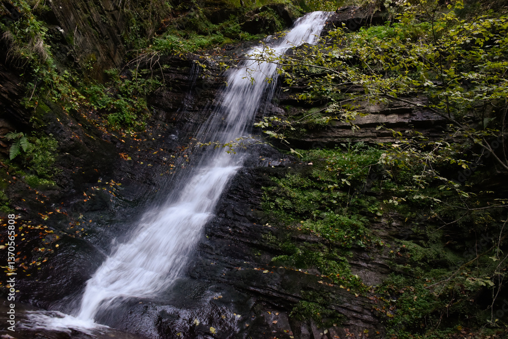 Obraz premium Laznyi Waterfall in Carpathian mountains, Ukraine. Large stream with clear frothy water flowing down moss-covered rocks. Beautiful autumn landscape, woodland, golden leaves on dark stones. 