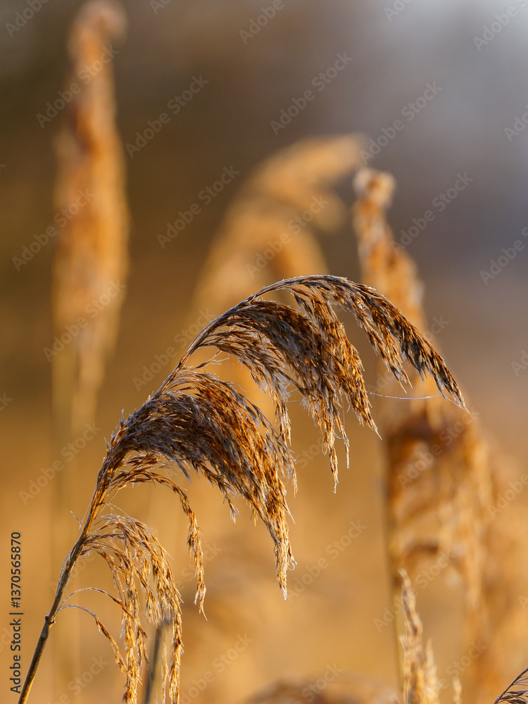 Chlodny poranek nad Stawami Dojlidzkimi, Podlasie, Polska