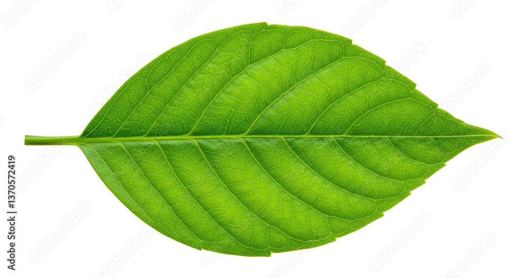 Obraz premium A Single, Vibrant Green Leaf Isolated on a Pure White Background