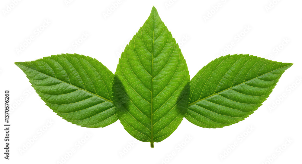 Obraz premium An Artistic Arrangement of Three Fresh Green Leaves, Symmetrically Placed and Fanned Out Against a Pure White Background-