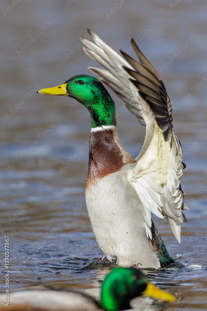 Fototapeta premium Stockente (Anas platyrhynchos) Männchen