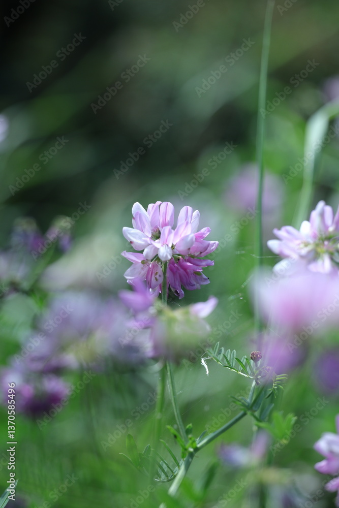 Obraz premium pink flower in a garden