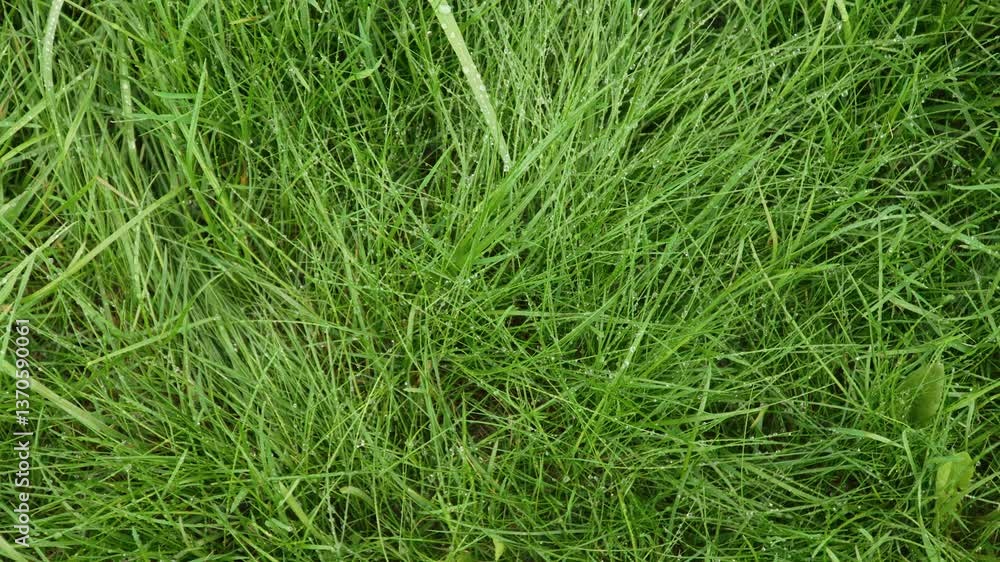 Top view of juicy fresh grass with dew drops. Green young blades of grass sway in the light spring wind. Natural real background. Top view of juicy fresh grass with dew drops. Green young blades of grass sway in the light spring wind. Natural real background.