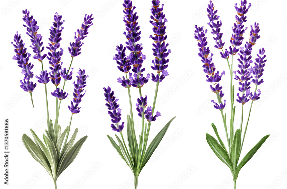 Fototapeta premium Lavender flower plant, transparent background PNG element clipart set of three lavender plants, lavender flower, png