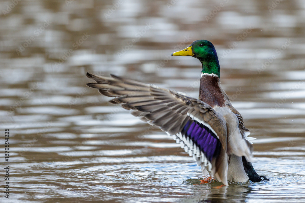 Obraz premium Stockente (Anas platyrhynchos) Männchen