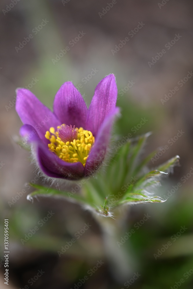 Obraz premium Wiosenne kwiaty