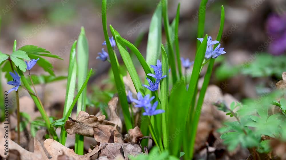 spring first spring flowers in the forest