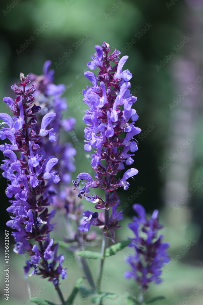 close up of lavender
