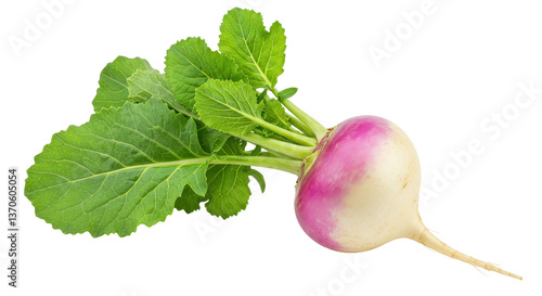 Photos Isolated Turnip with Leaves