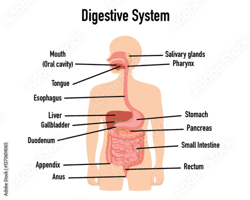 Digestive system anatomy, diagram. Human organs, mouth, salivary glands, pharynx, esophagus, stomach, small, large intestines, rectum and anus. Gray body, colored parts. Draw illustration. Vector