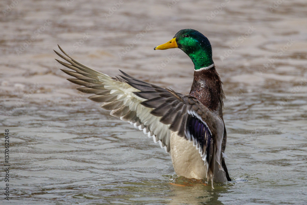Fototapeta premium Stockente (Anas platyrhynchos) Männchen