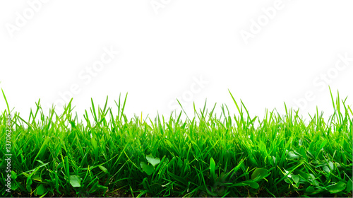 Lush green grass isolated on black background vibrant nature