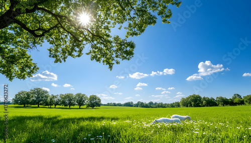 Sunny day in a green field with two white animals resting under a tree