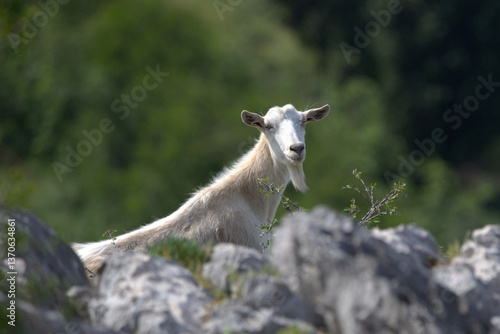 Photography A white goat on rocky ground on a mountainside in Herzegovina.