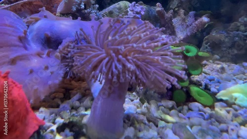 Korallen im Meerwasseraquarium.