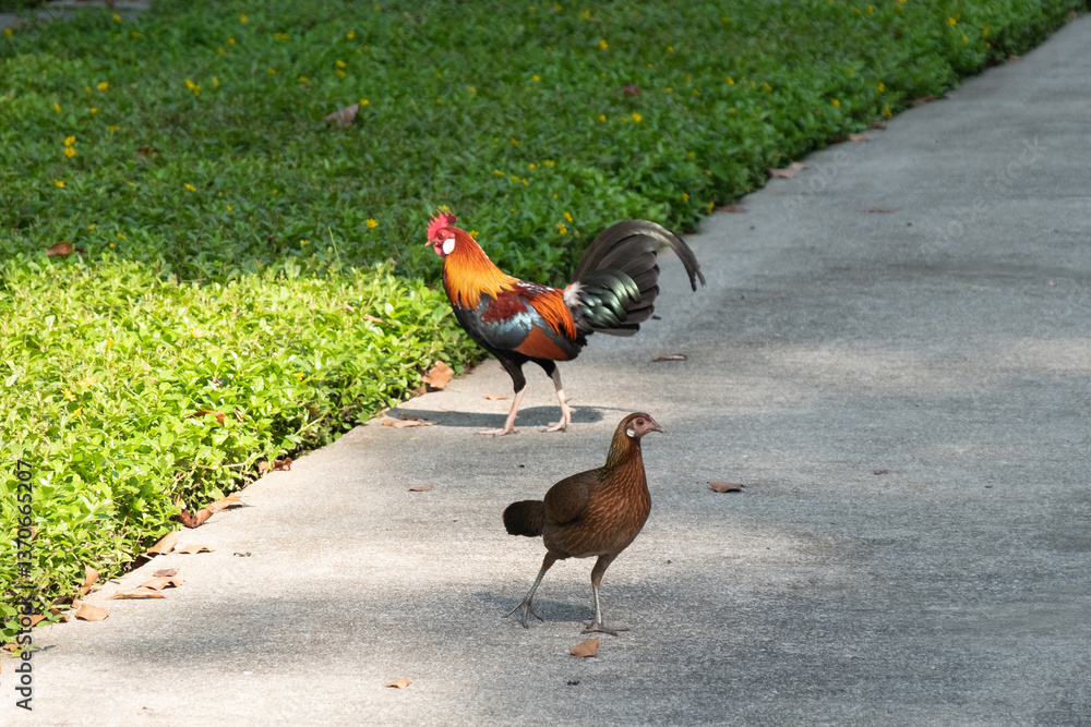 Fototapeta premium Two chickens on the walkway, in the garden