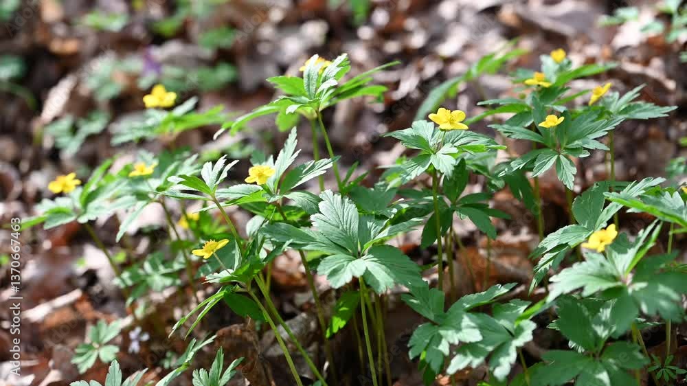 spring first spring flowers in the forest spring first spring flowers in the forest