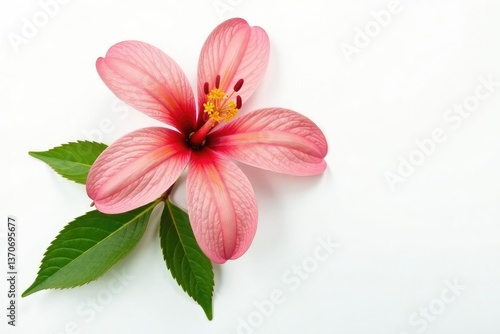 Freshly picked flower isolated on white background, leaves, flowers
