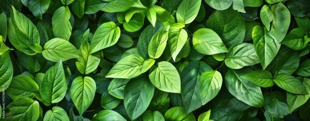 Top view aerial leafy leaves greenery environment water drop rain wet ecology growth botanical foliage tropical herb lush wallpaper abstract. Top view aerial leafy leaves greenery environment water drop rain wet ecology growth botanical foliage tropical herb lush wallpaper abstract.