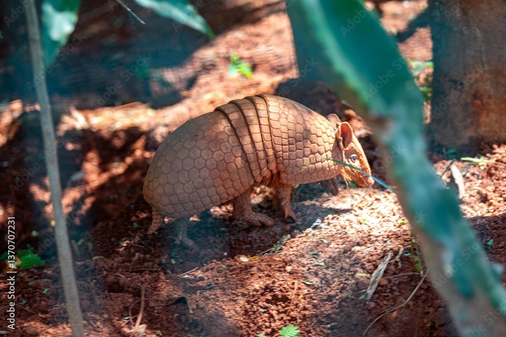 Typical armadillo (tatu bola) from northeastern Brazil, in its natural environmen Typical armadillo (tatu bola) from northeastern Brazil, in its natural environmen