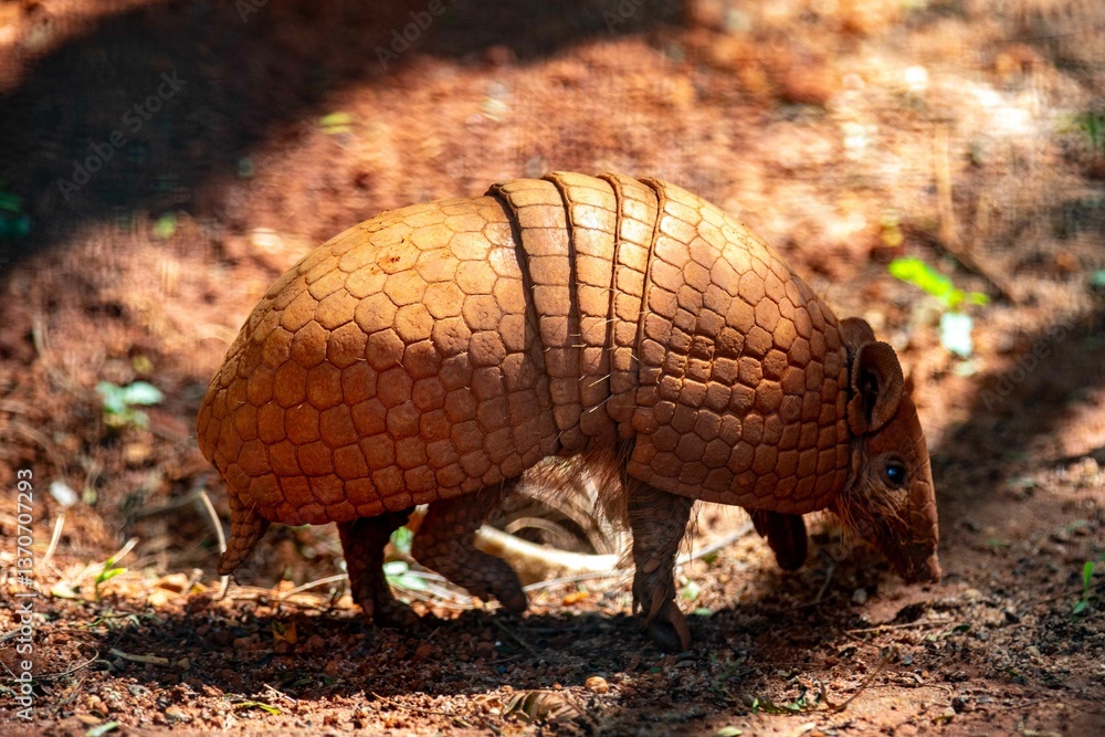 Typical armadillo (tatu bola) from northeastern Brazil, in its natural environmen Typical armadillo (tatu bola) from northeastern Brazil, in its natural environmen