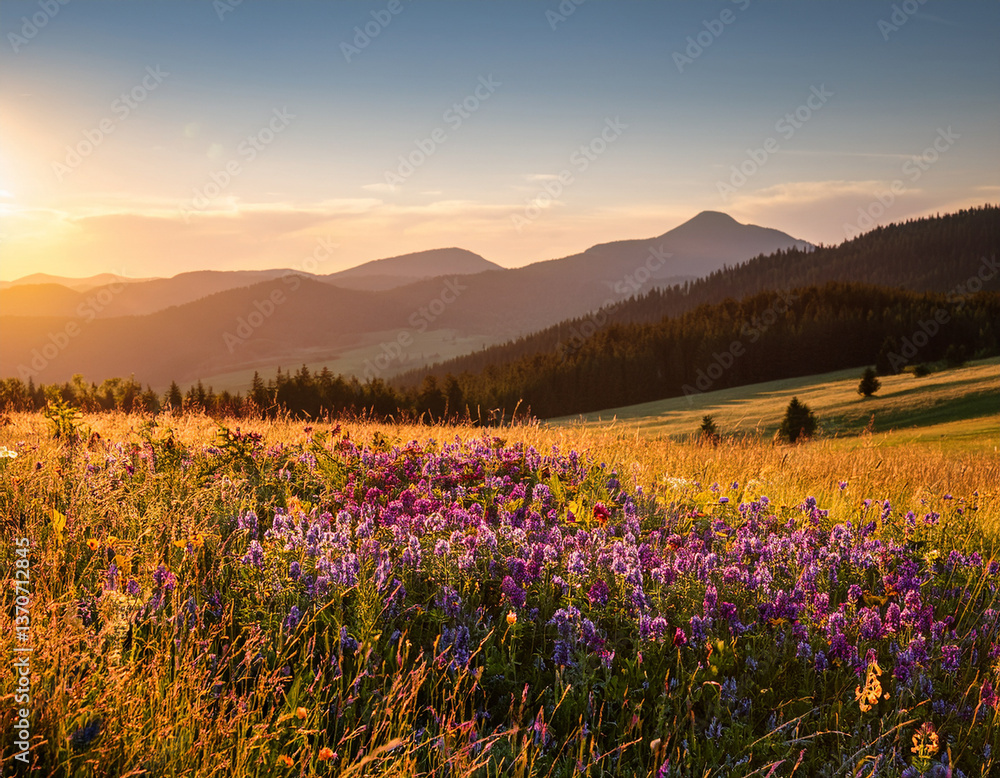 Fototapeta premium A Slovak meadow blanketed with wildflowers in golden and purple hues under the soft light of the setting sun.