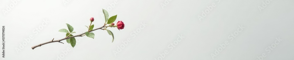 Single isolated branch against a light gray white background, botanical, clean Single isolated branch against a light gray white background, botanical, clean