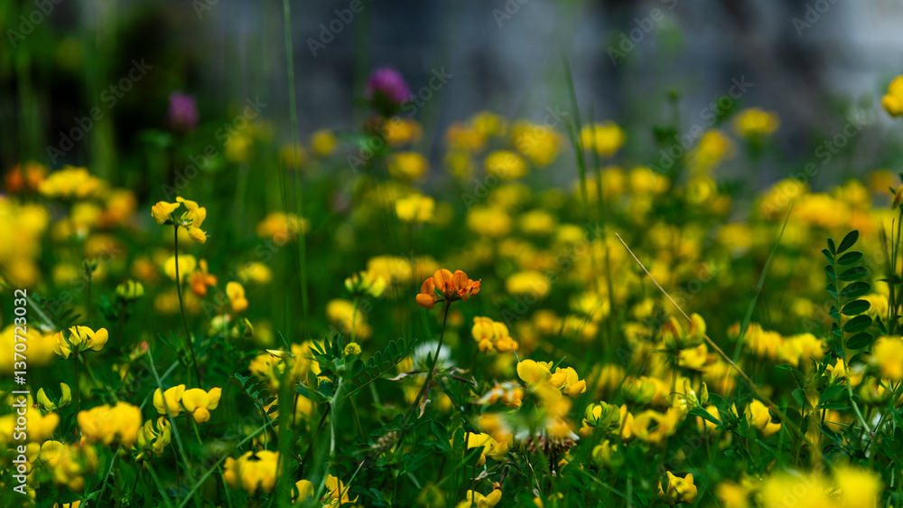 Fototapeta premium Lathyrus pratensis or meadow vetchling, yellow pea, meadow pea and meadow pea-vine