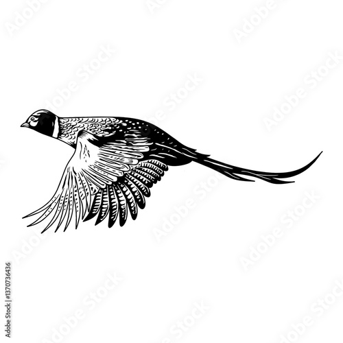 pheasant hunting illustration logo vector image t shirt